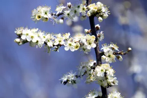 Es ist Frühling