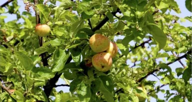Leckeres aus dem Ofen – Schneller Obstkuchen