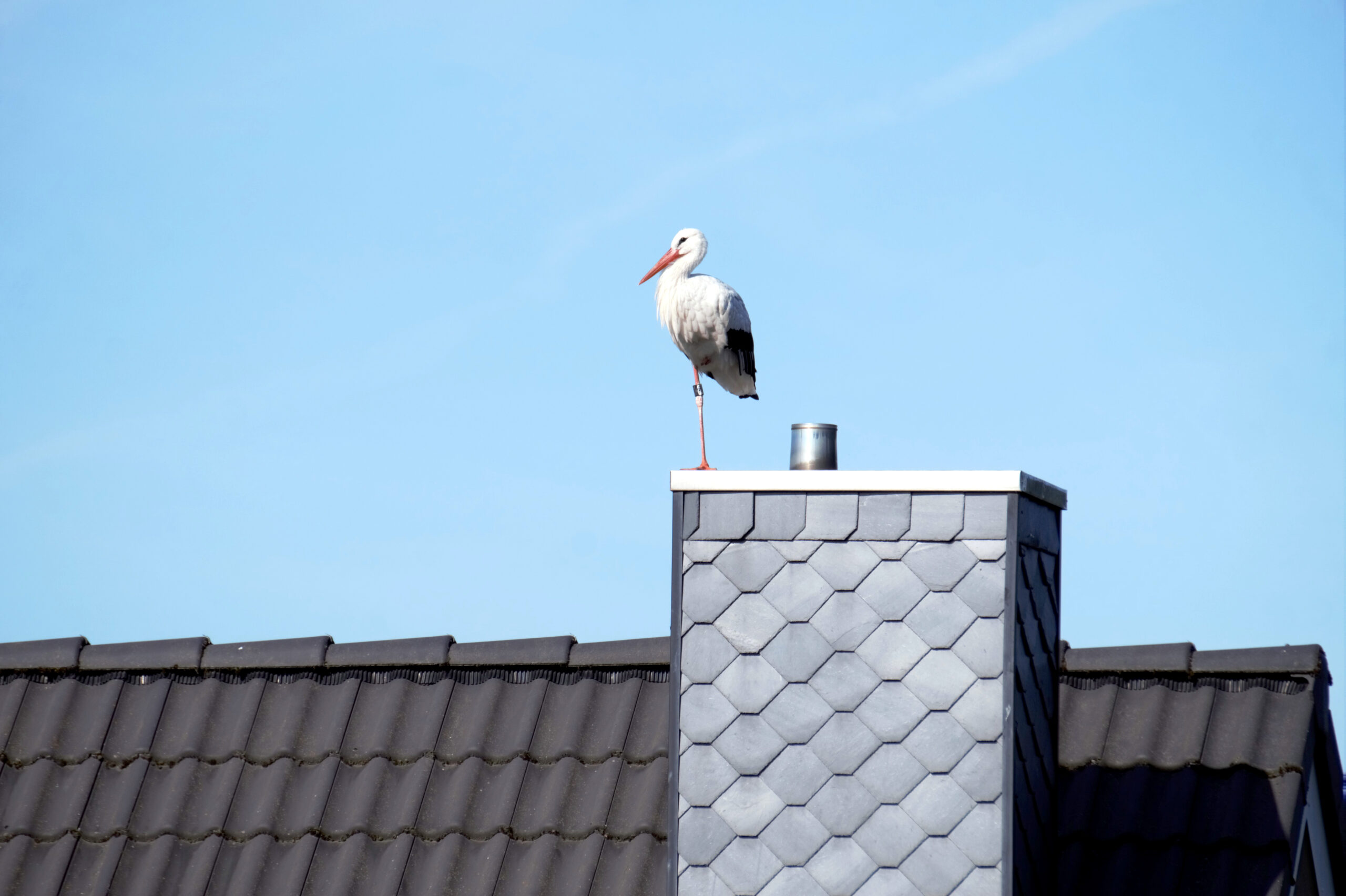 Grüße vom Nachbardach